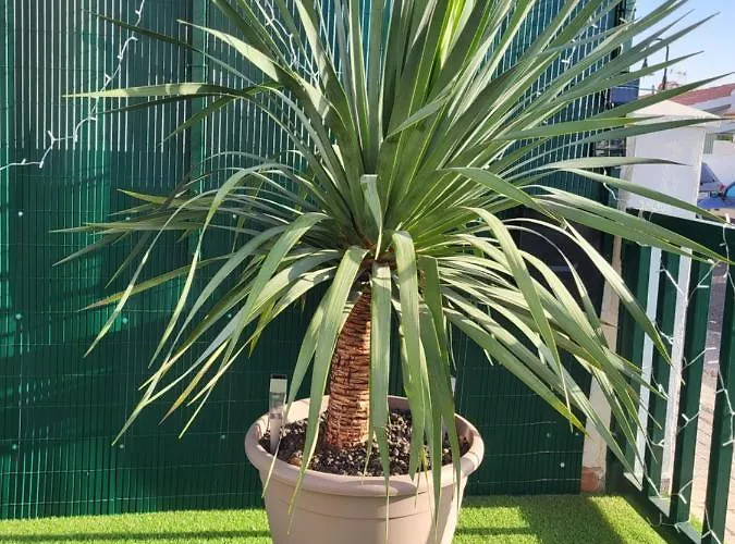 Maravillas De Tenerife Lejlighed Abades (Tenerife)